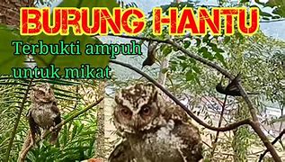 Tanda Burung Hantu Datang Ke Rumah